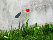 Lonely tulip von Pauli Hyvonen