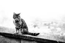cat in black and white