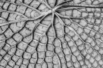 botanical  textures von whiterabbitphoto