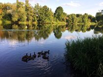 Enten an der Naab