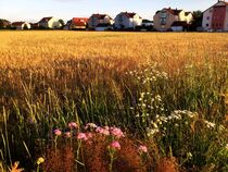 Blumen am Feldrand by Xenia Wilk