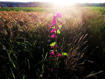 Blume am Feldrand von Xenia Wilk