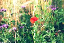 Mohnblume im Feld by jumeswelt