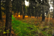 Sonnenstrahlen im Wald von Rolf Müller