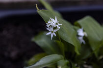 Herrliche Blüte by Harald Schottner