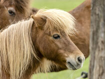 Blondschopf by Harald Schottner