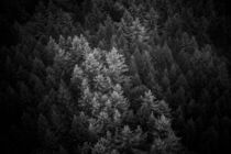 forest in black and white  by whiterabbitphoto