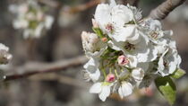 White Cherry Blossoms by Christopher Mathies