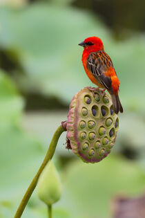 Madagaskarweber (Foudia madagascariensis) by Dirk Rüter