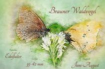 Schmetterling Brauner Waldvogel in Aquarell by havelmomente