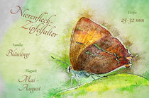 Schmetterling Nierenfleckzipfelfalter auf Blatt by havelmomente