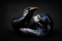 Time for Pilates: Sun bear