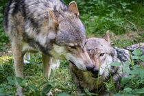 Domestic wolves von raphotography88