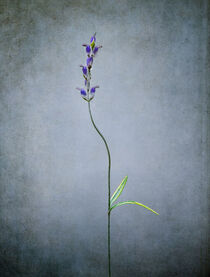 Bent Flower Stem von William Schmid