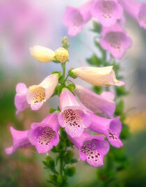 Foxgloves von William Schmid