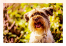 American Schnauzer Portrait SMILE  von Sandra  Vollmann