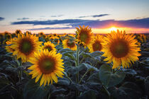 Sonnenblumen by Steffen Gierok