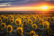 Sonneblumen by Steffen Gierok