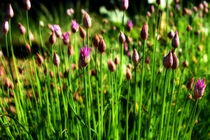 Ciboulette en fleur von Boris Selke