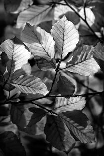 Feuillage d'automne (Noir et Blanc) von Boris Selke