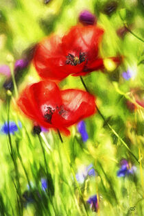 Coquelicots amoureux von Boris Selke