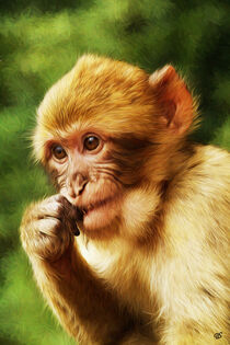 Jeune macaque de Barbarie von Boris Selke