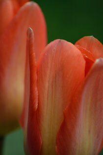 Tulpe 4 von Bernd Fülle