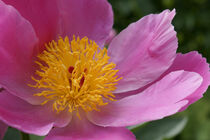 Cosmea by Bernd Fülle