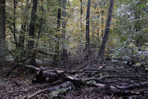 Wald 26 von Bernd Fülle