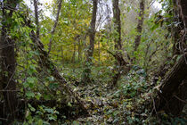 Wald 21 von Bernd Fülle