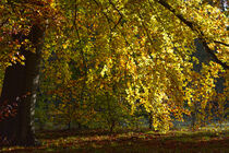 Wald 13 von Bernd Fülle