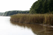 Wald 11 von Bernd Fülle