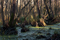 Wald 9 von Bernd Fülle