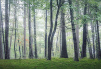 Misty Trees von William Schmid