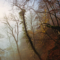 Nebel 1 von Bernd Fülle