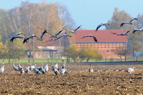 Kraniche auf einem Feld im Land Brandenburg von havelmomente