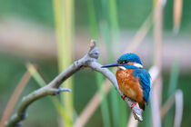 Eisvogel (Alcedo atthis) von Dirk Rüter