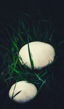 Wild champignons von Ingo Menhard