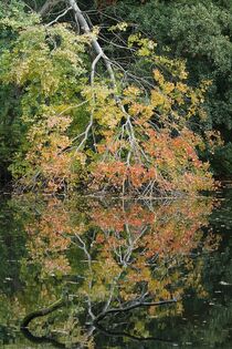 Spiegelbild: Bunter Herbstbaum by Anja  Bagunk