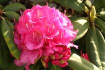 Rhododendronblüte von Anja  Bagunk