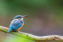 Eisvogel (Alcedo atthis) von Dirk Rüter