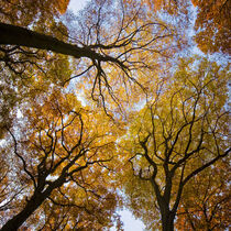 Autumn III von Carsten Meyerdierks