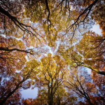 Autumn I von Carsten Meyerdierks