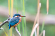 Eisvogel (Alcedo atthis) von Dirk Rüter