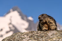 Alpenmurmeltier von Achim Thomae