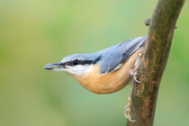 Kleiber (Sitta europaea) von Dirk Rüter