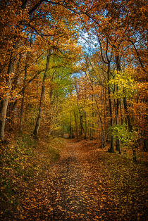 Forest in autumn von Iryna Mathes