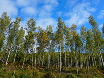 Birkenwald in Schweden by Mellieha Zacharias