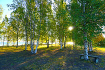 Birkenwäldchen an einem See in Schweden by Mellieha Zacharias