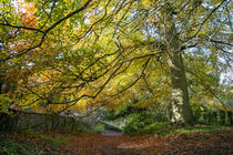 Autumn Hues von Malc McHugh